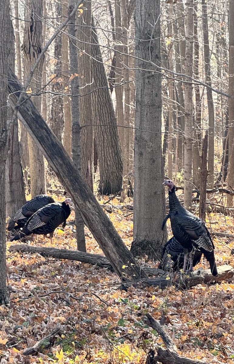 Wild Turkey - ML645176698