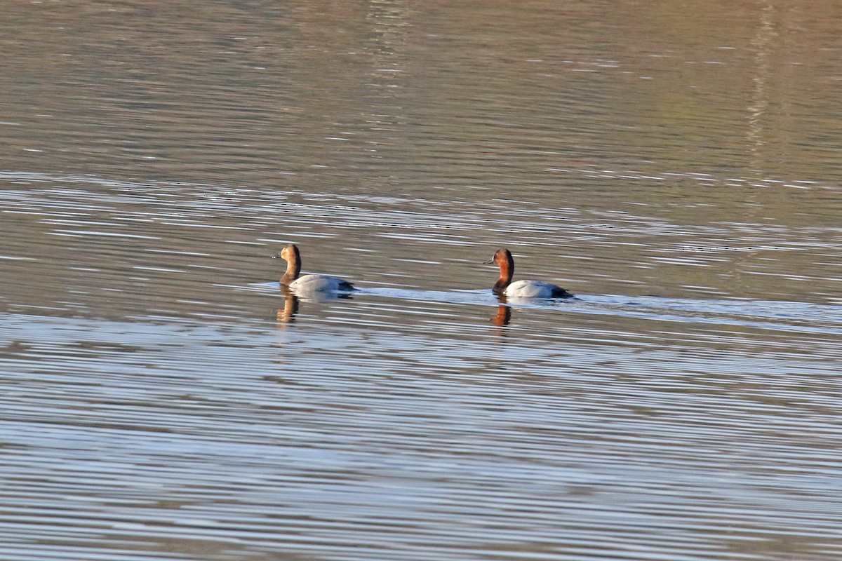 Murgilari bizkarzuria - ML645176702