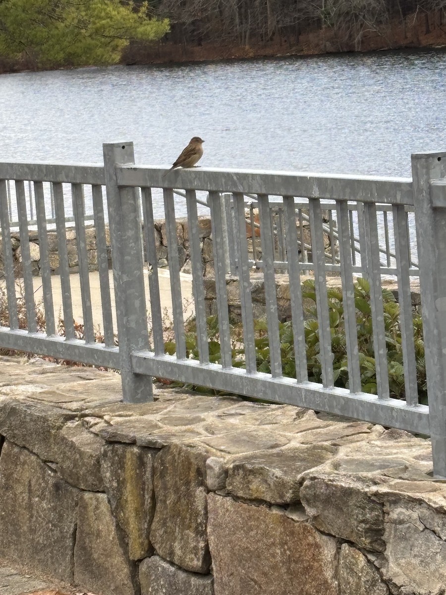 דרור הבית - ML645176712