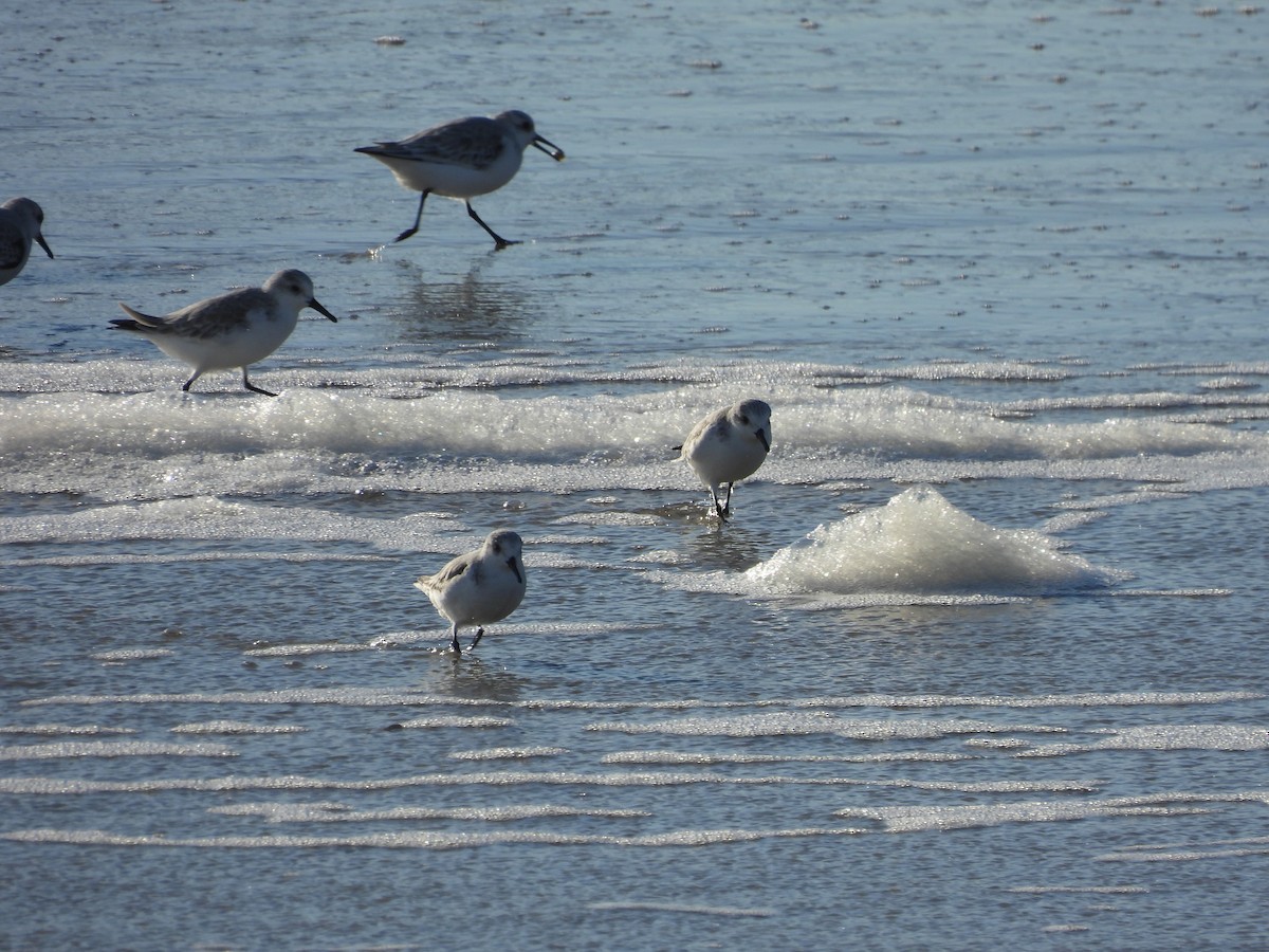 Txirri zuria - ML645176714