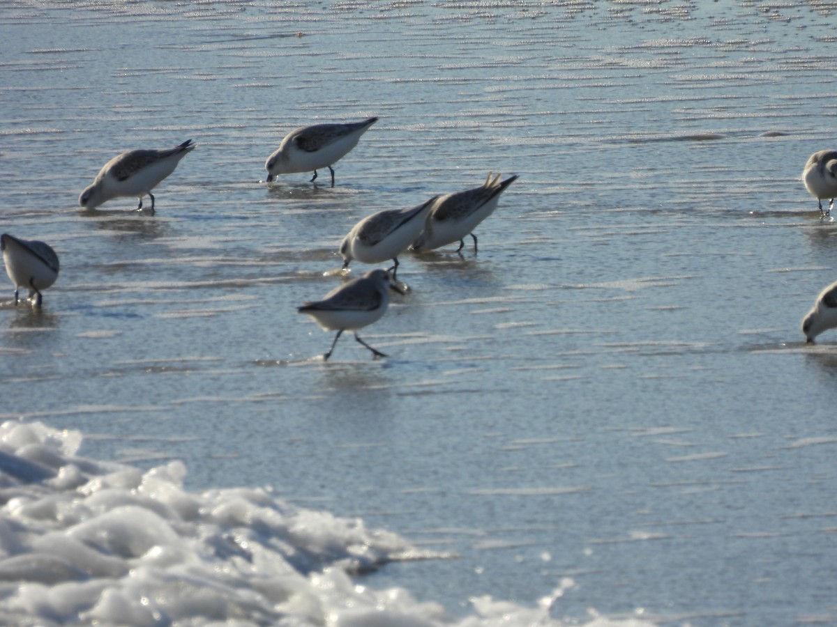 Txirri zuria - ML645176715