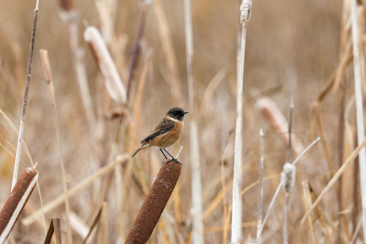 Трав'янка чорноголова - ML645176720