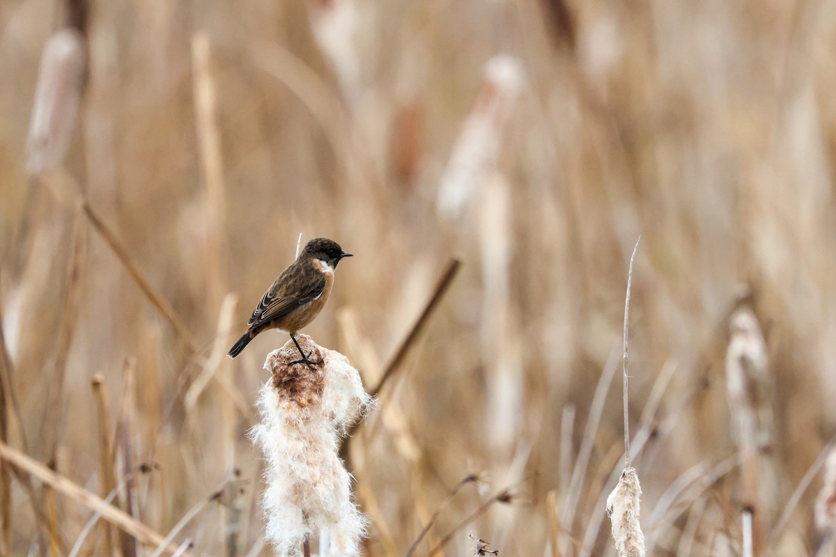 Трав'янка чорноголова - ML645176721