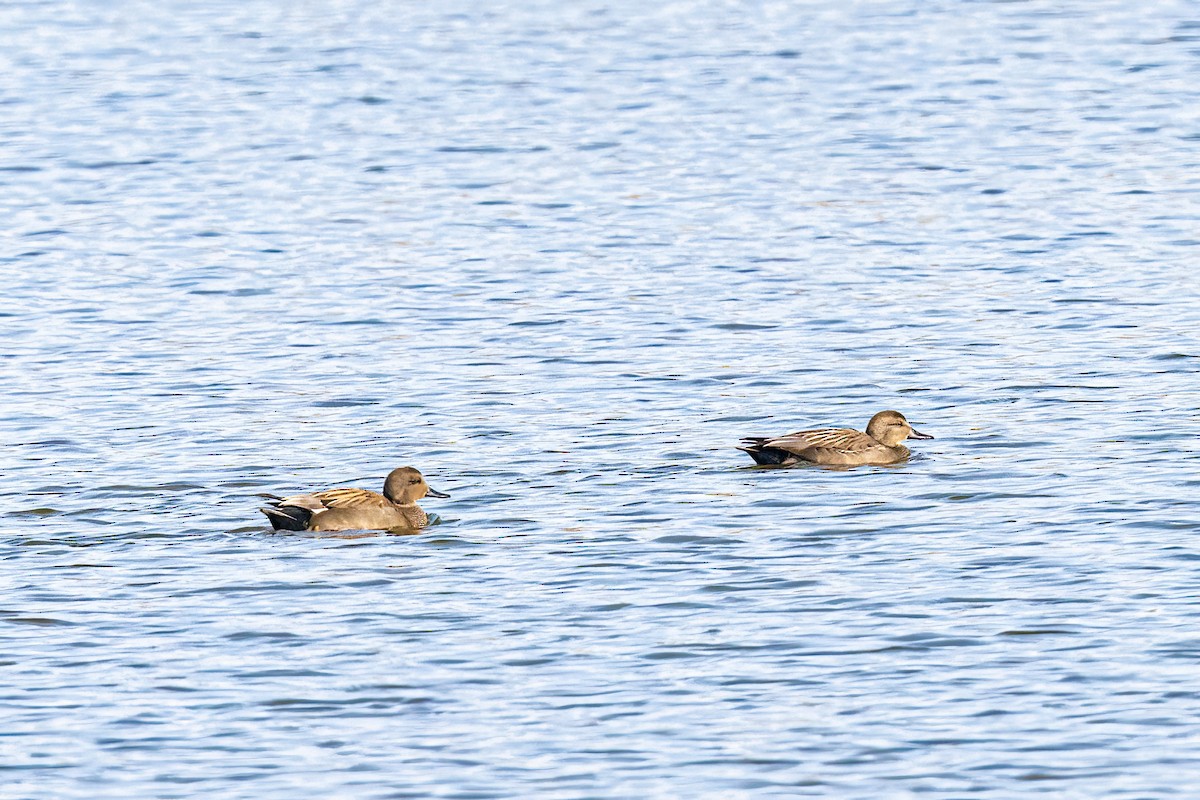 Ánade Friso - ML645176723