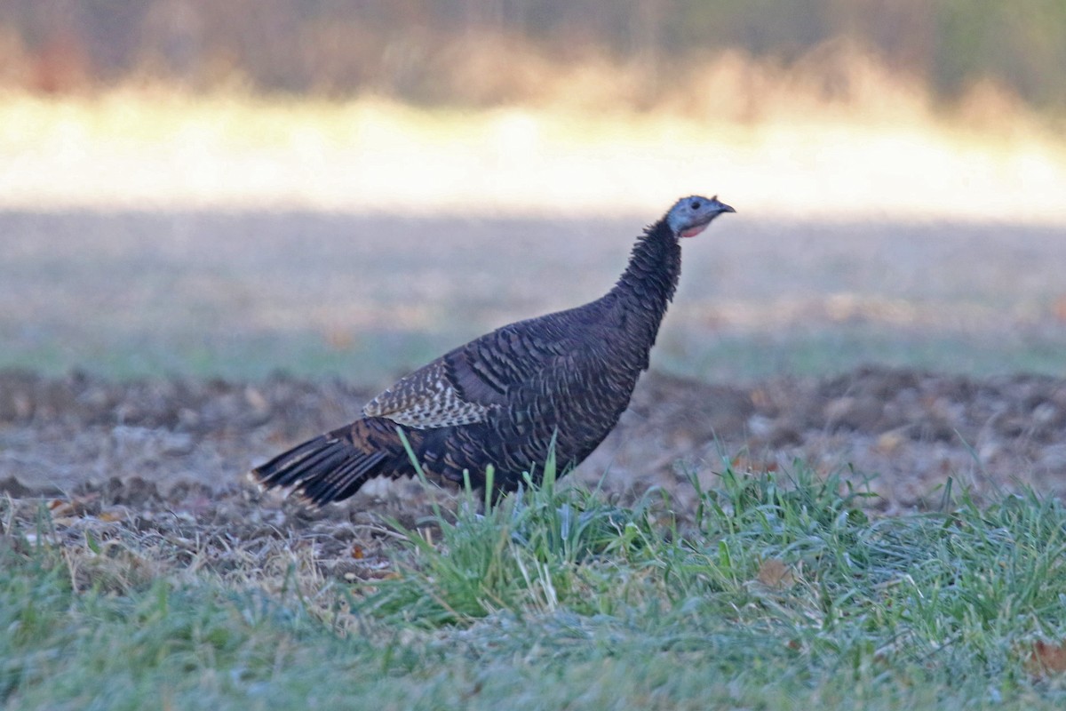 Wild Turkey - ML645176726