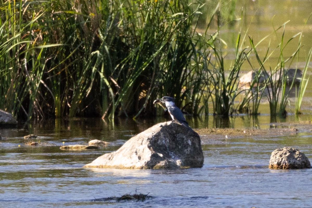 Опоясанный зимородок - ML645176732