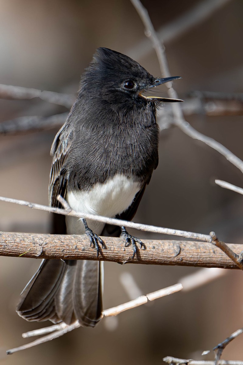 Black Phoebe - ML645176750