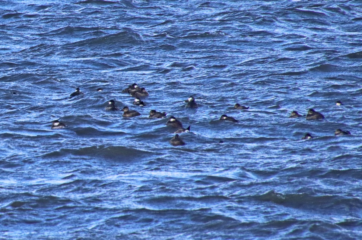 Савка американська - ML645176754