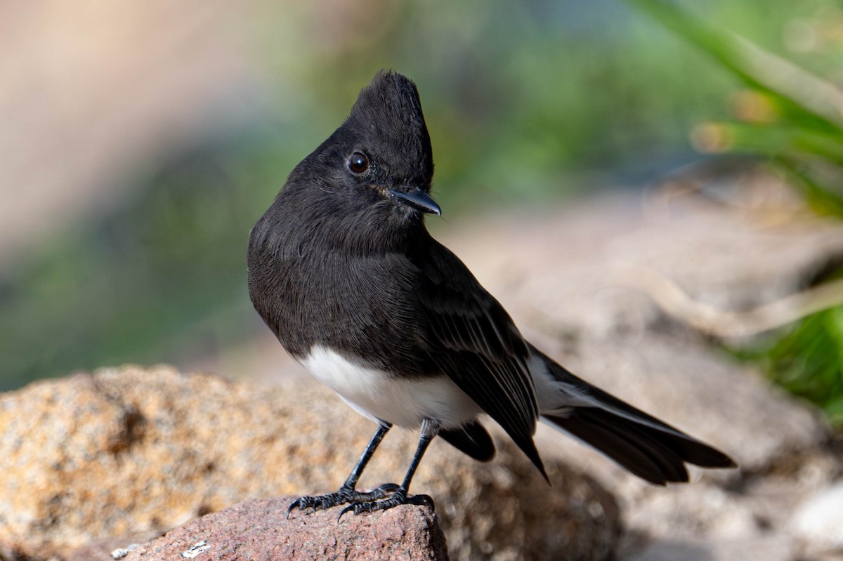 Black Phoebe - ML645176756