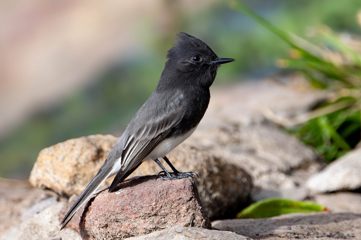 Black Phoebe - ML645176757