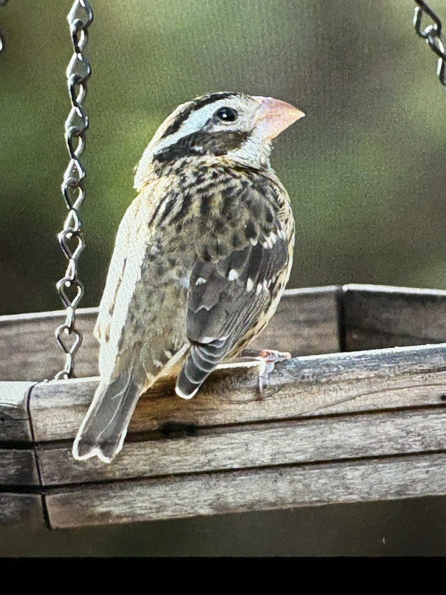 Rose-breasted Grosbeak - ML645176762