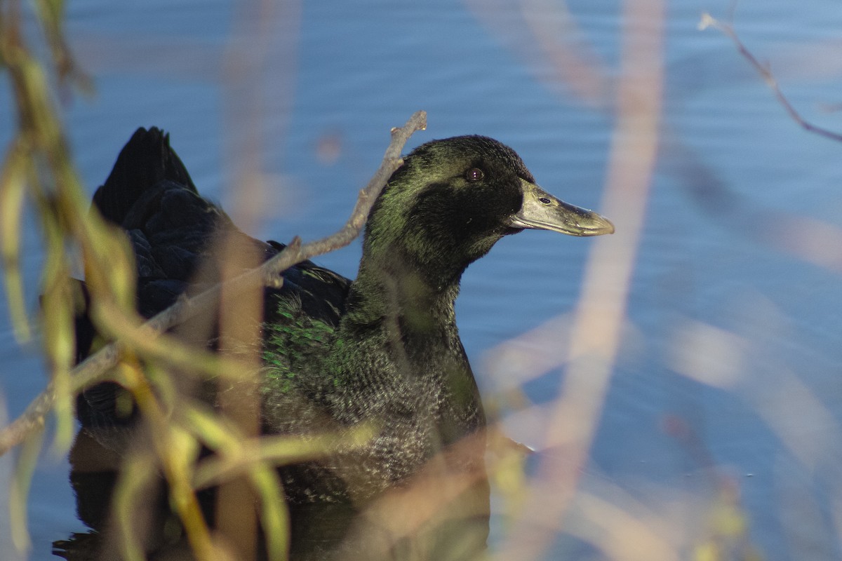 Mallard (Domestic type) - ML645176764