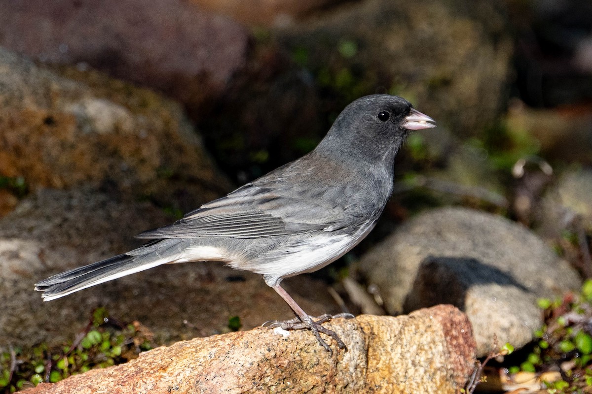 Dark-eyed Junco (Slate-colored) - ML645176768