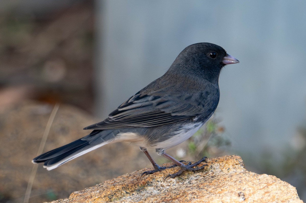 Dark-eyed Junco (Slate-colored) - ML645176770