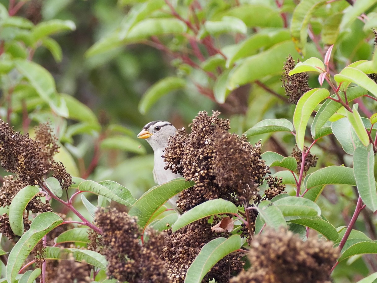 White-crowned Sparrow - ML645176771