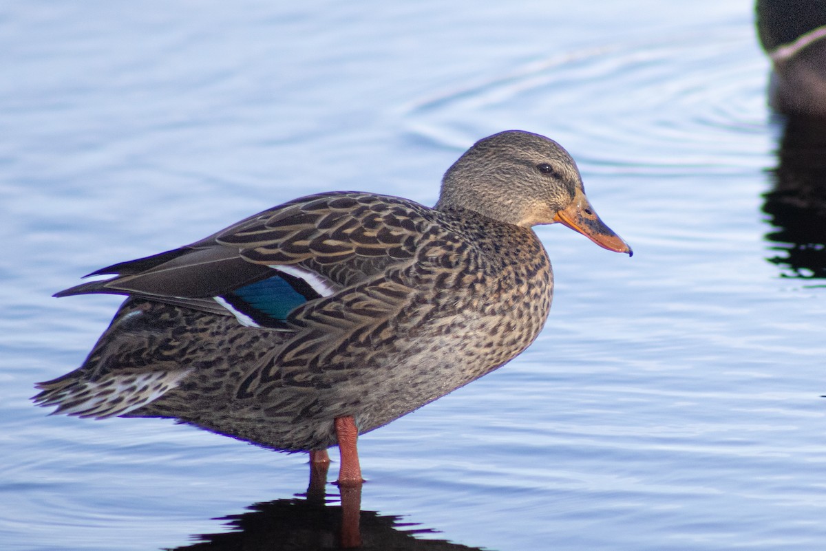 Mallard - ML645176779