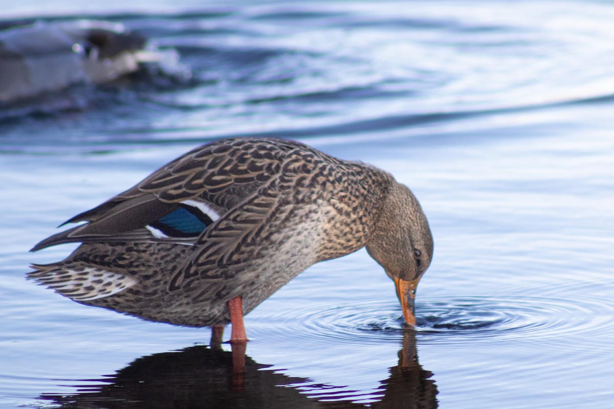 Mallard - ML645176782