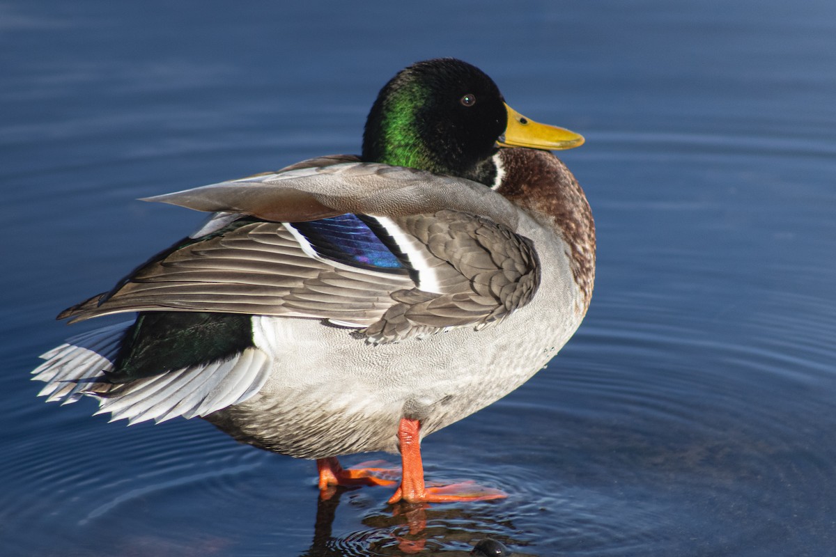 Mallard - ML645176784