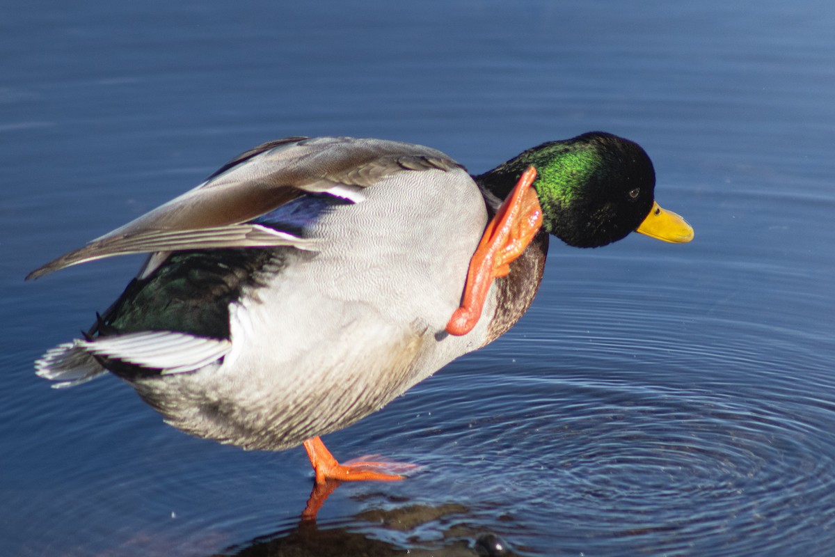 Mallard - ML645176788