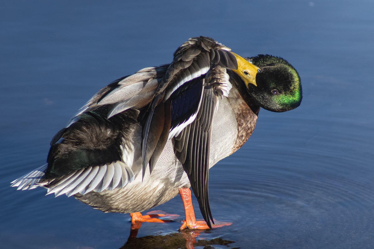 Mallard - ML645176792