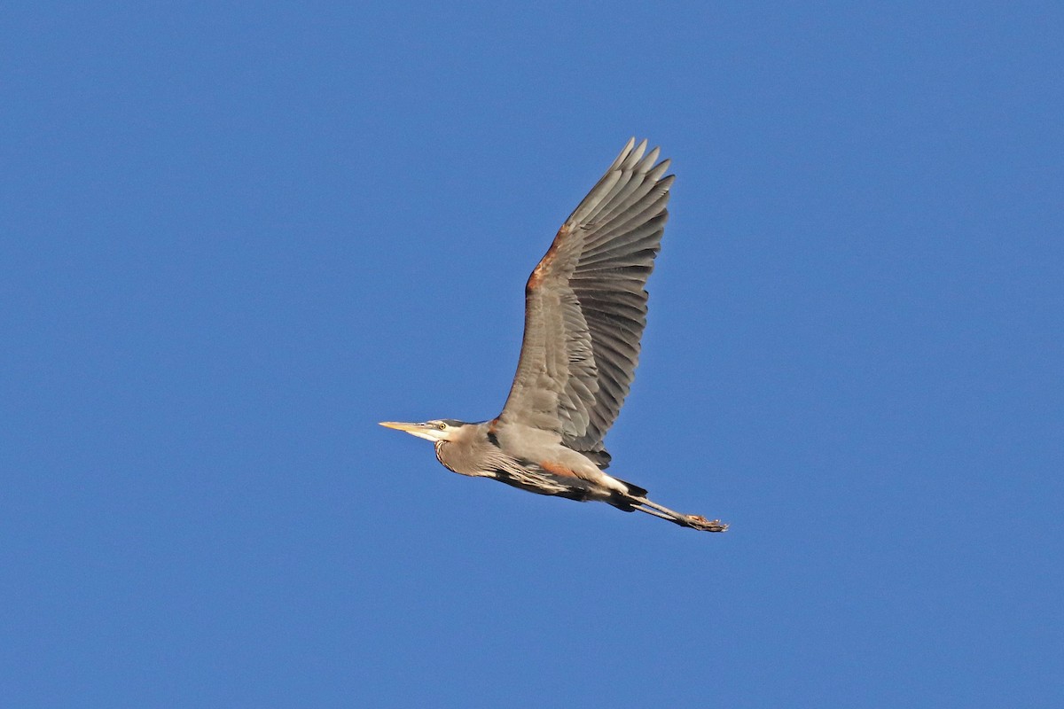 Great Blue Heron - ML645176794