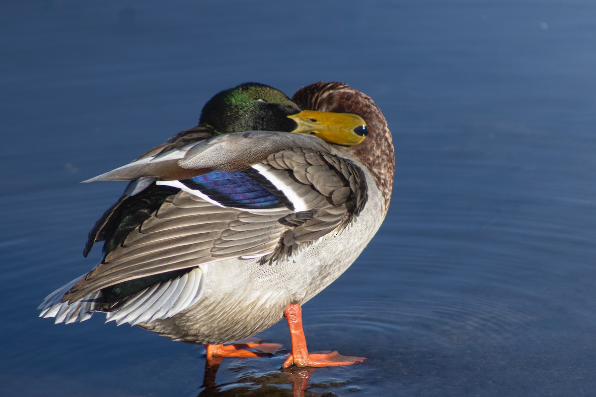 Mallard - ML645176798