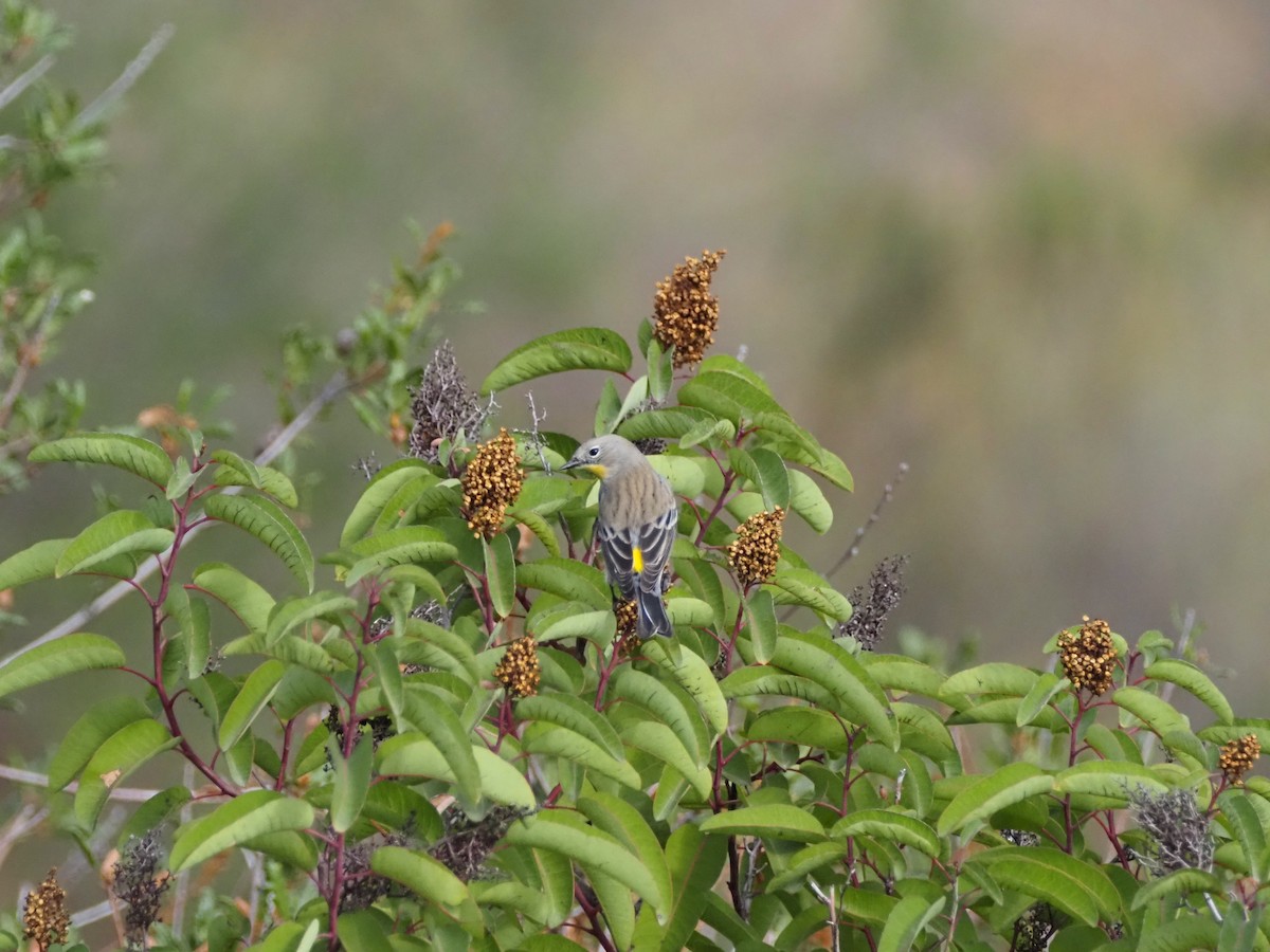 Yellow-rumped Warbler - ML645176801