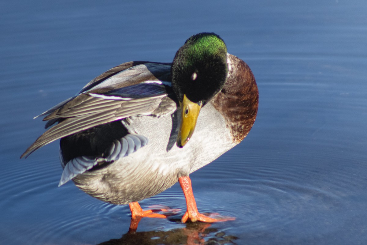 Mallard - ML645176804