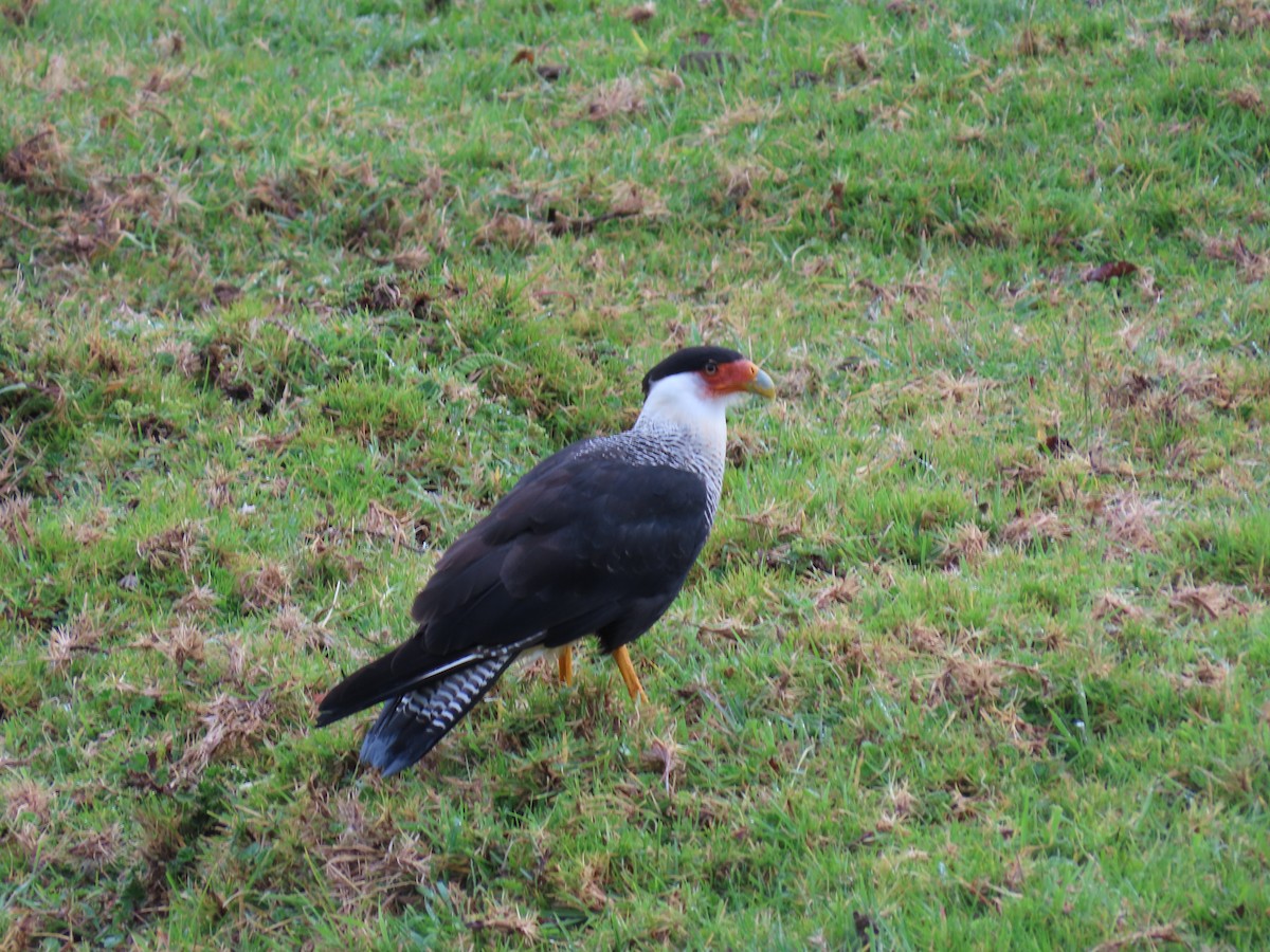 Schopfkarakara (Nordkarakara) - ML645176805