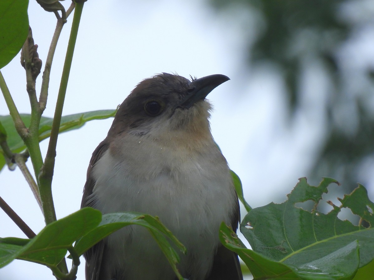 Black-billed Cuckoo - ML645176808