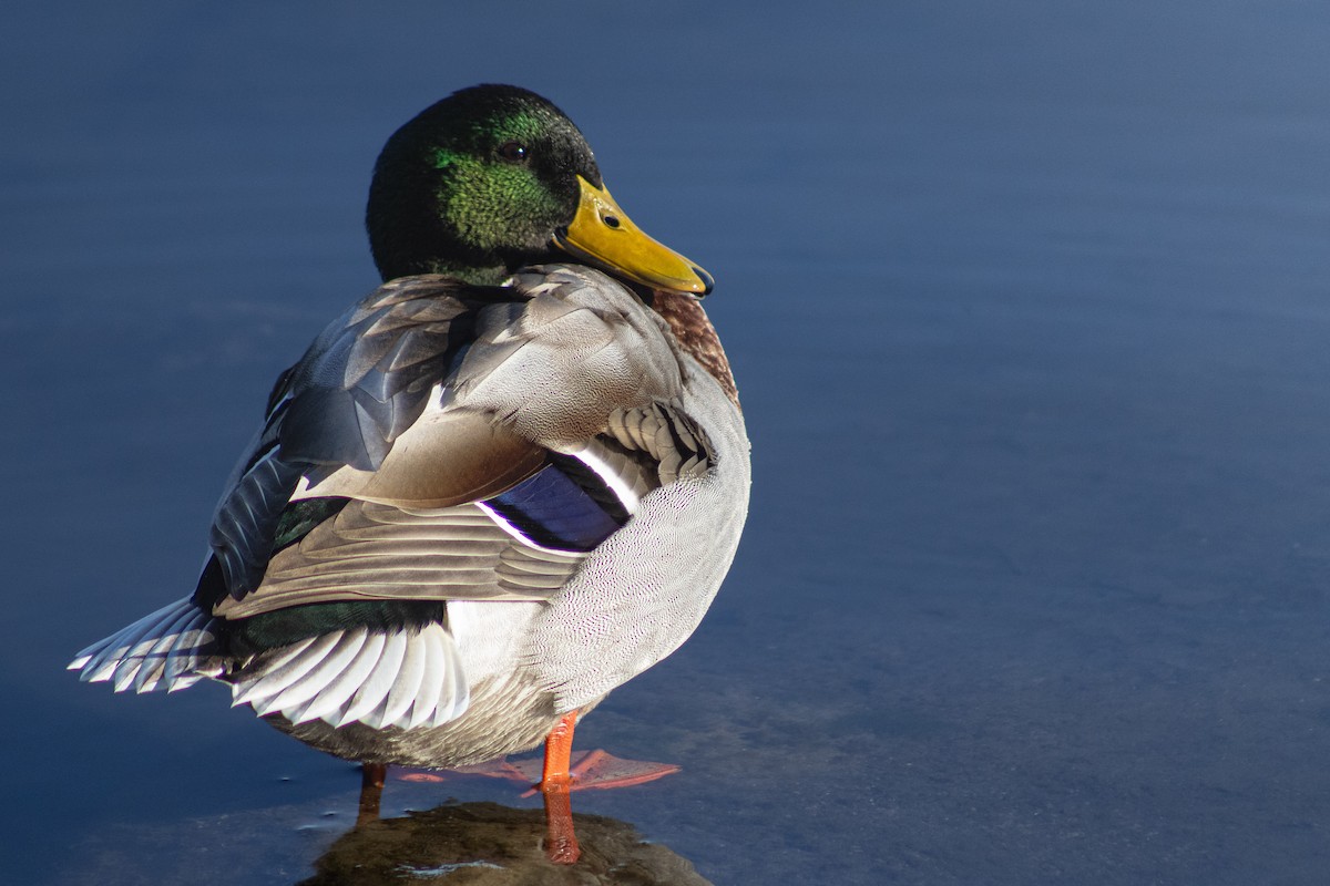 Mallard - ML645176809