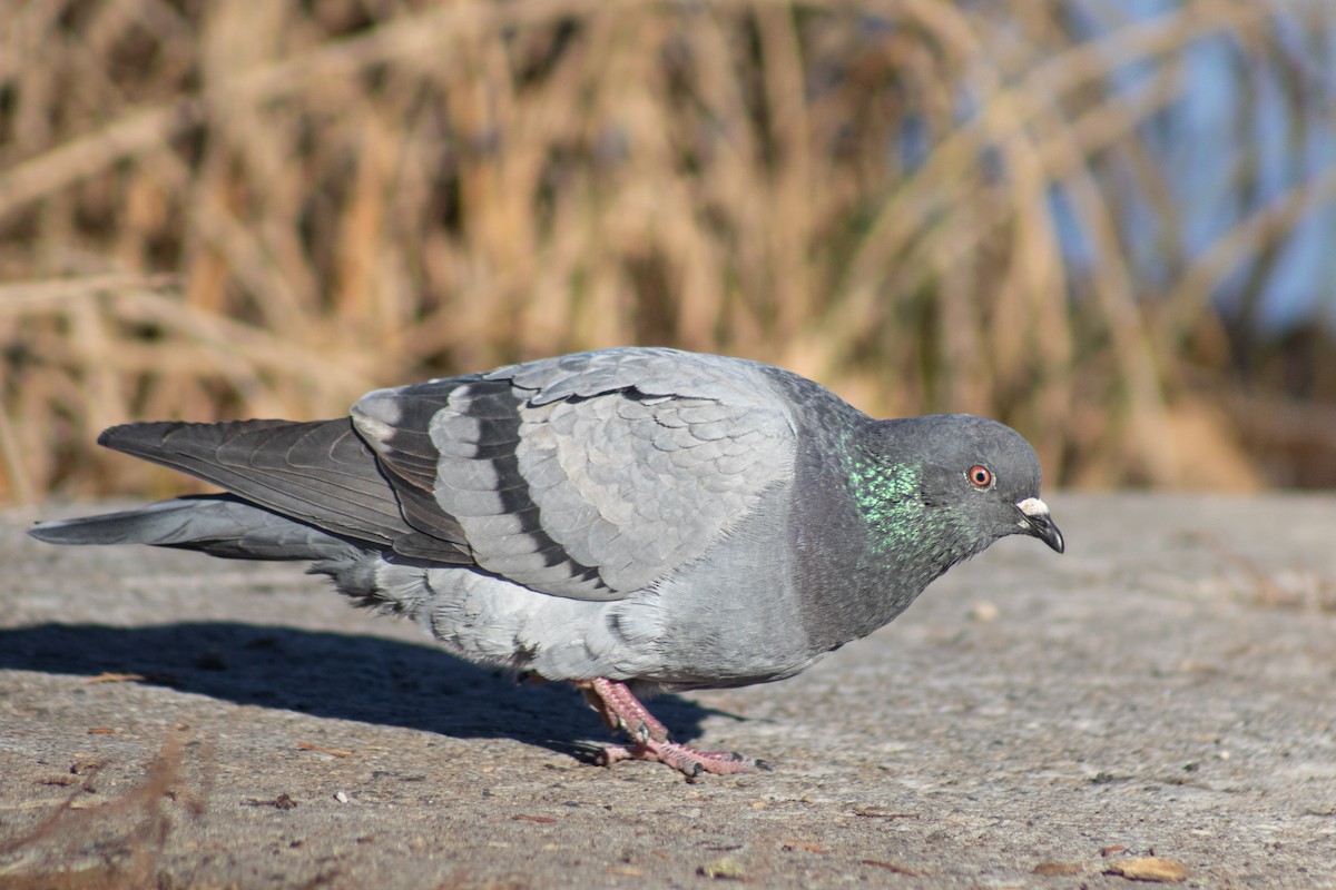 Rock Pigeon (Feral Pigeon) - ML645176812