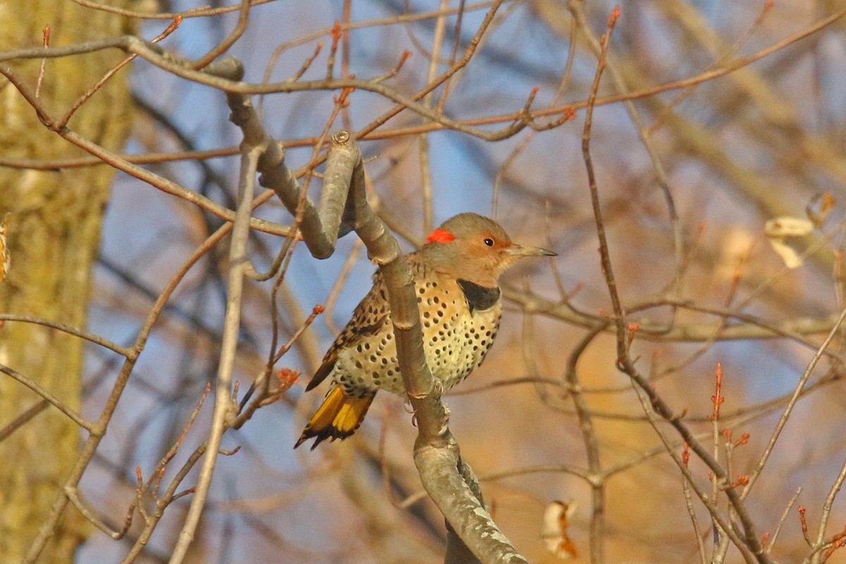 Northern Flicker (Yellow-shafted) - ML645176813