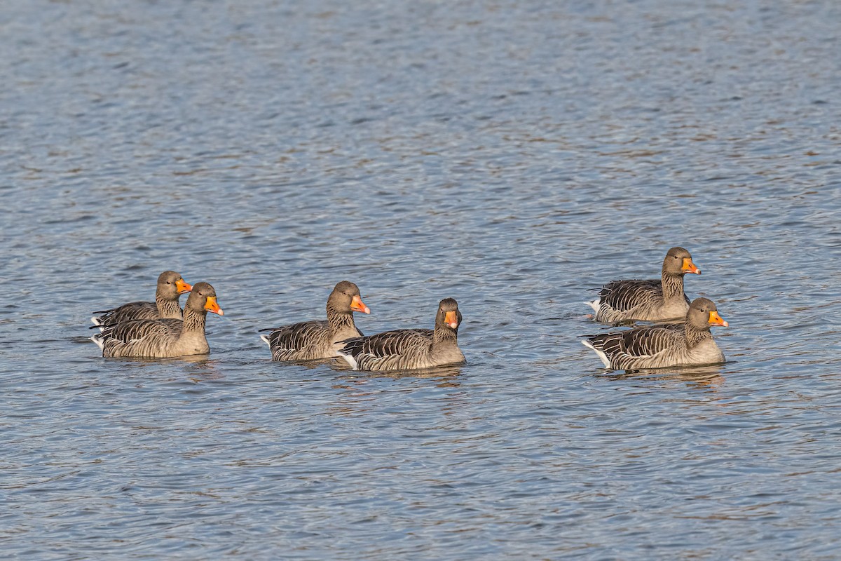 Graylag Goose - ML645176814