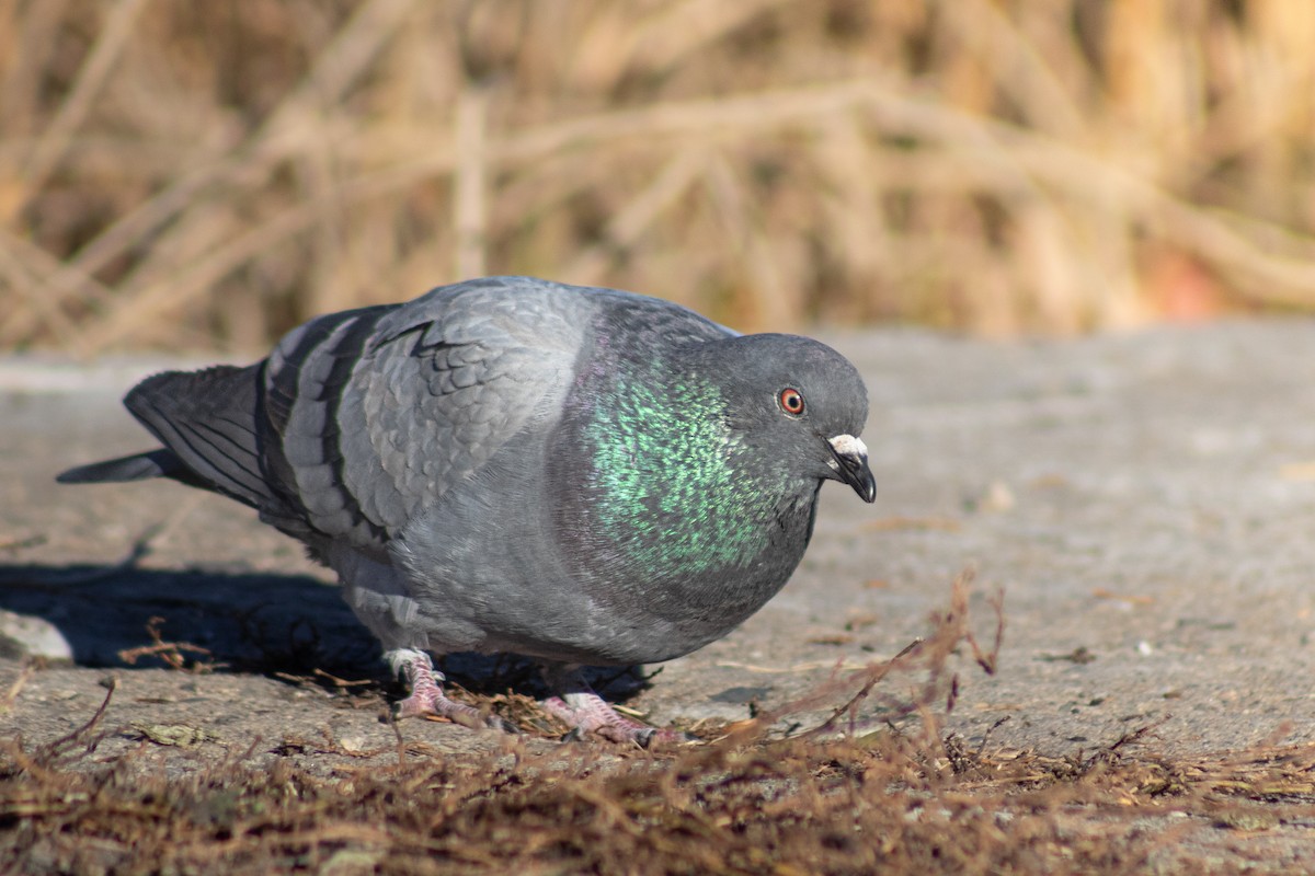Rock Pigeon (Feral Pigeon) - ML645176816