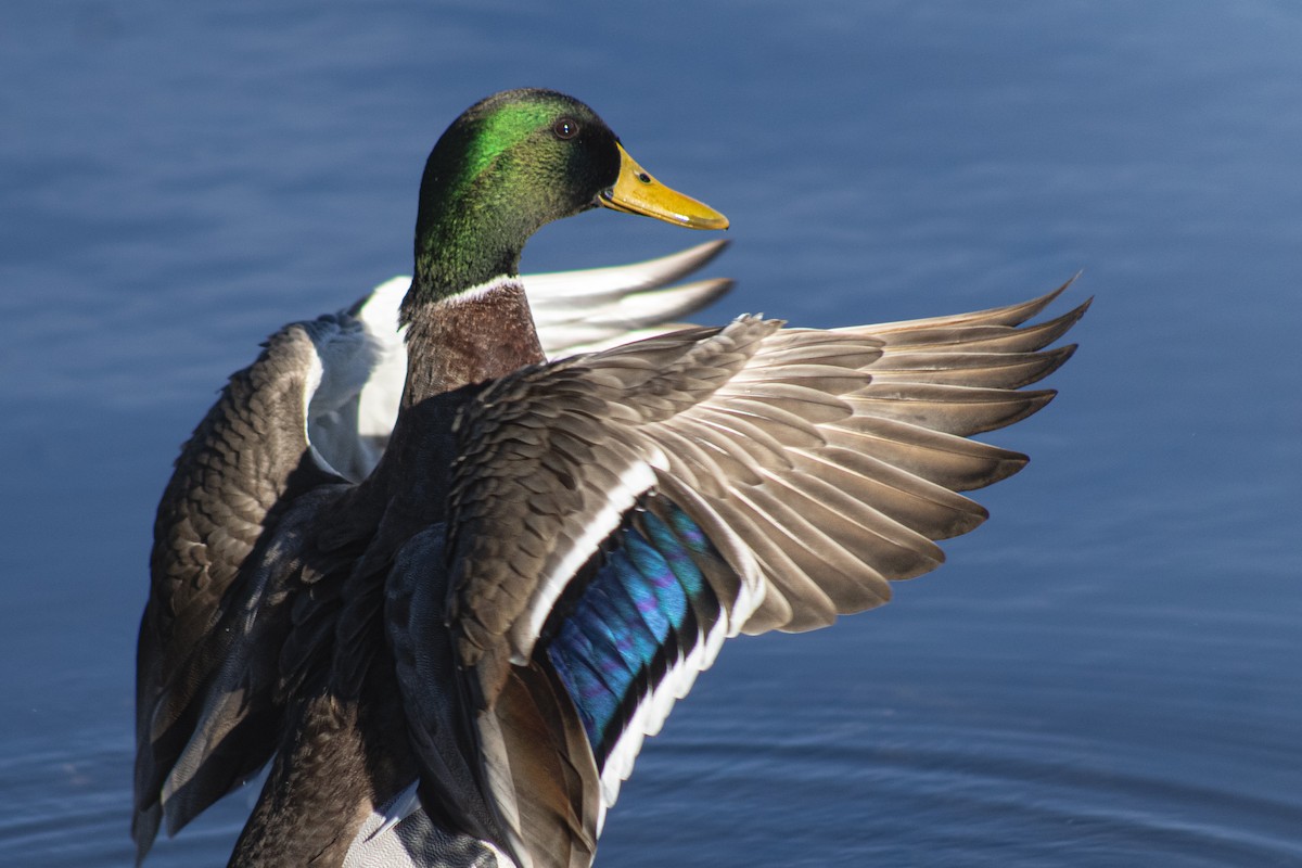 Mallard - ML645176820