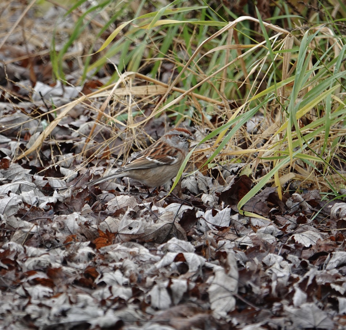 American Tree Sparrow - ML645176831