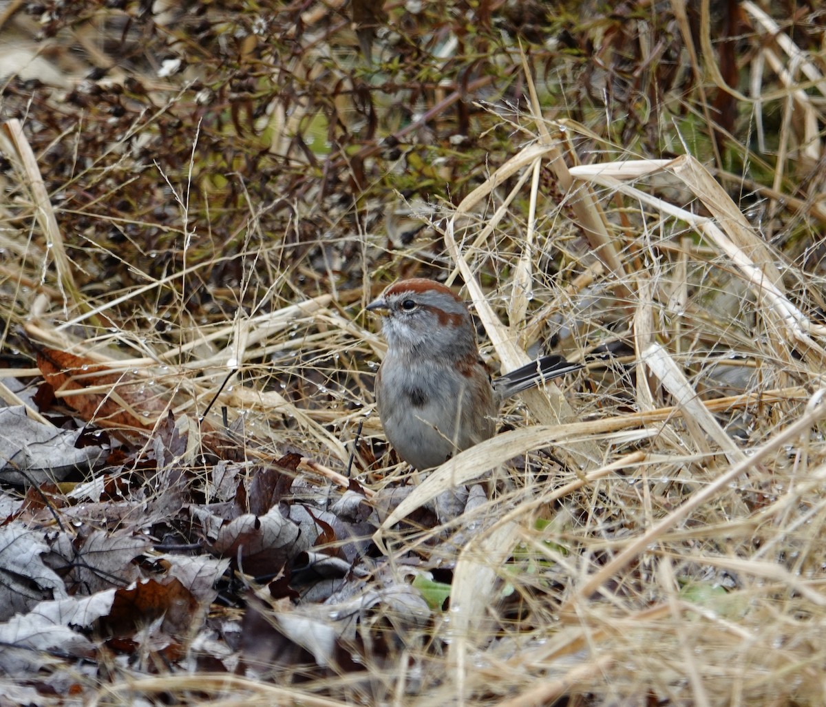 American Tree Sparrow - ML645176832