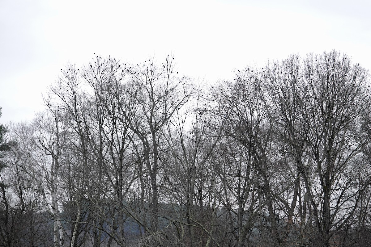 Red-winged Blackbird - ML645176837