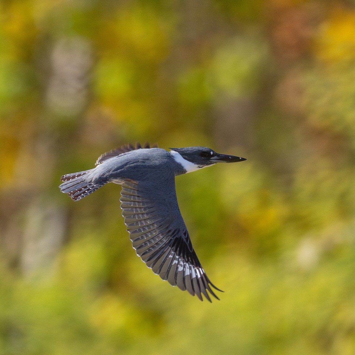 Опоясанный зимородок - ML645176860