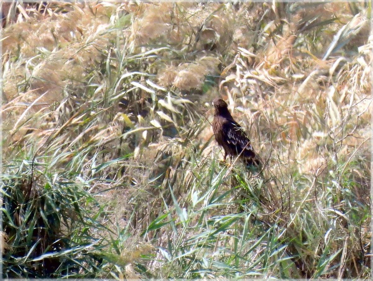 Lesser Spotted Eagle - ML645176861