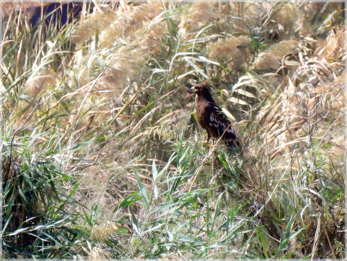 Lesser Spotted Eagle - ML645176862