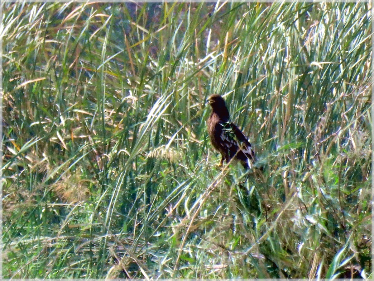 Lesser Spotted Eagle - ML645176863