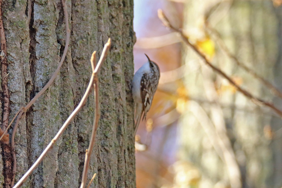 Brown Creeper - ML645176866