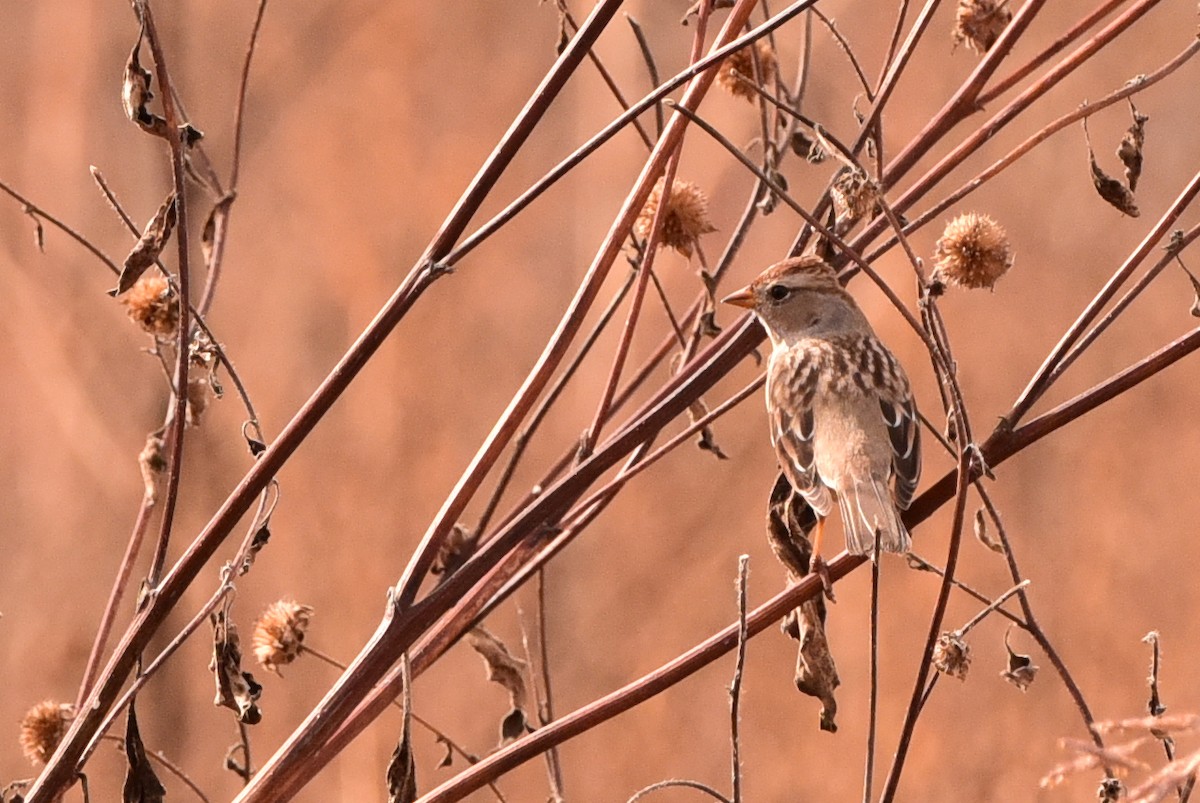White-crowned Sparrow - ML645176880