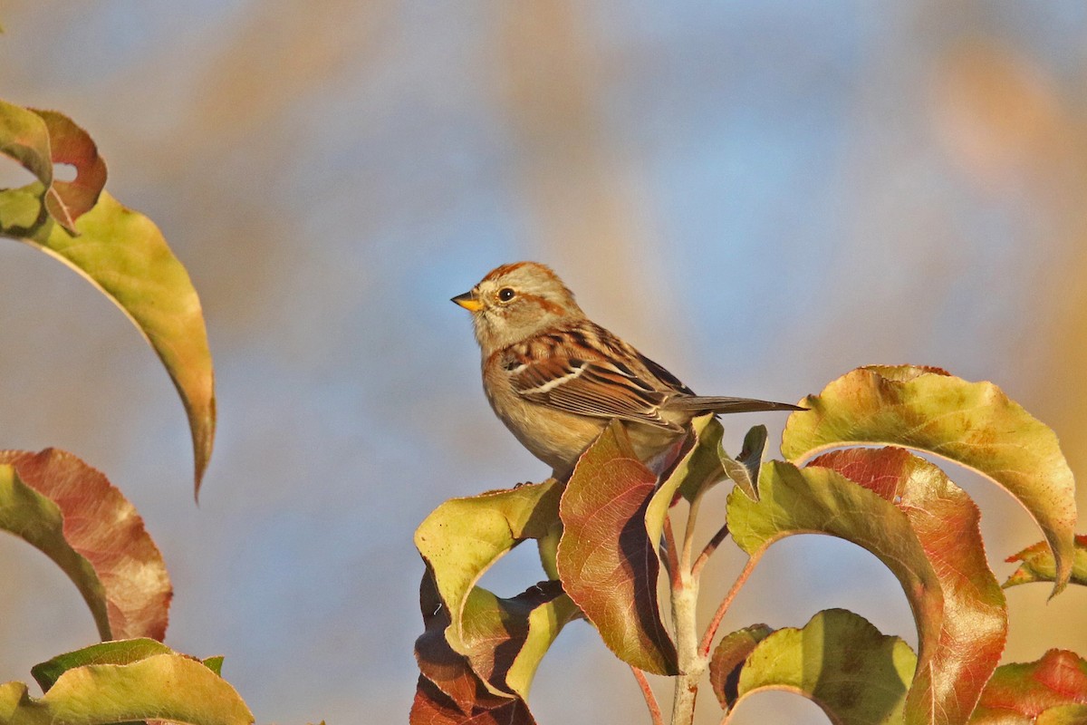 American Tree Sparrow - ML645176881