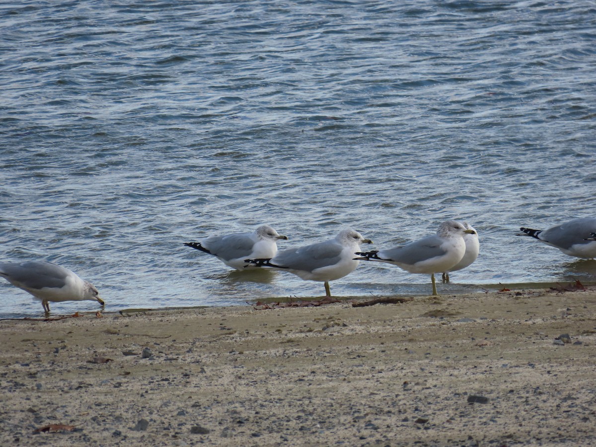 racek kroužkozobý - ML645176883