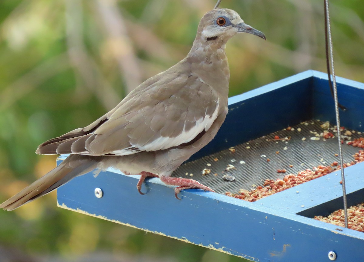 White-winged Dove - ML645176884