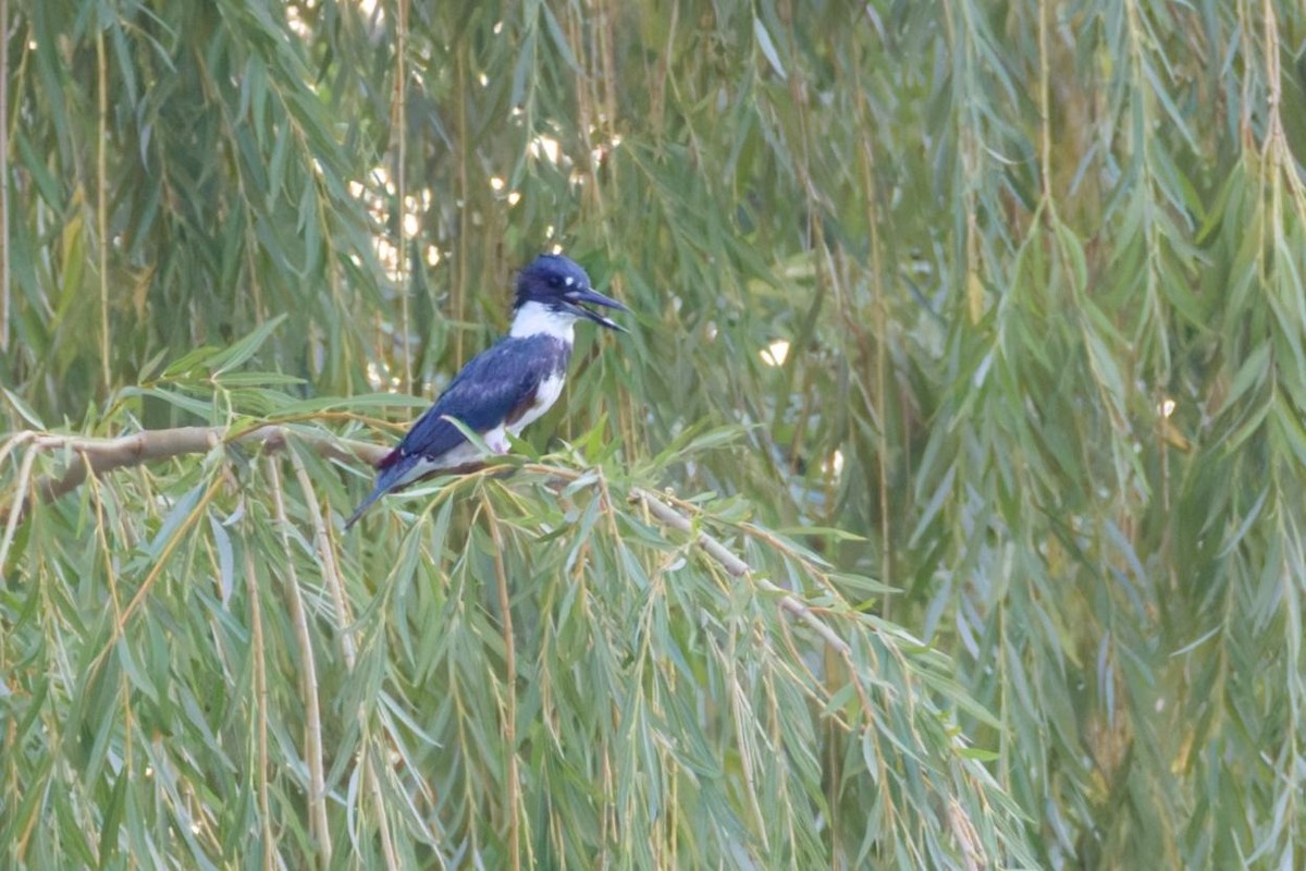 Опоясанный зимородок - ML645176890