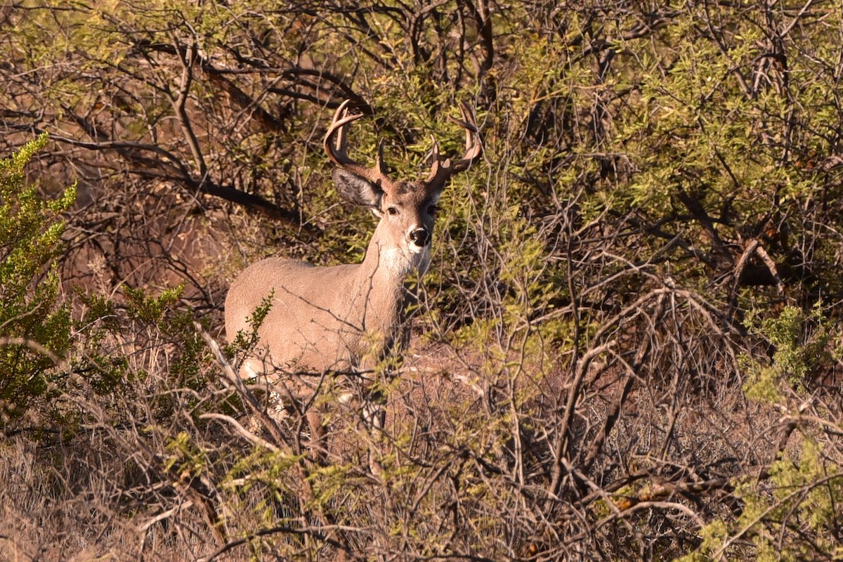 Animals - ML645176896